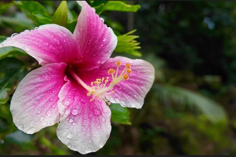 Oahu: Private Tour-North Shore feat. Waimea Falls - FAQs