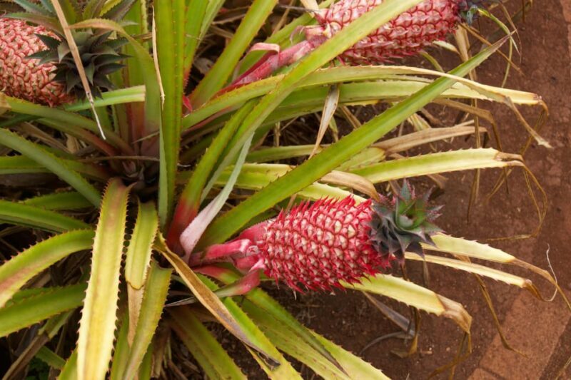 Oahu: Private Tour-North Shore feat. Waimea Falls - Final Thoughts