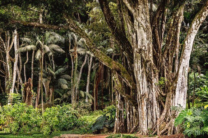 Oahu Private Tour North Shore, Waimea Falls and Dole Plantation - Who Should Consider This Tour?