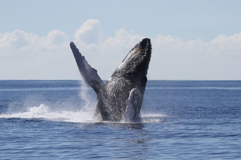 Oahu: Seasonal Whale Watch Cruise - How the Tour Works: What to Expect