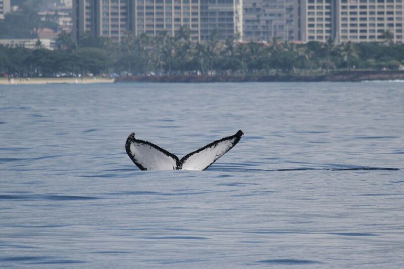 Oahu: Seasonal Whale Watch Cruise - Final Thoughts