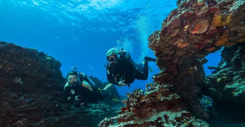 Oahu: Shallow Reef Scuba Dive for Certified Divers - Diving Into the Details: What You Can Expect