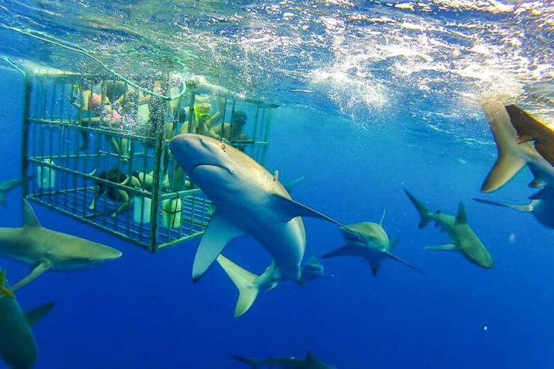 Oahu: Shark Cage Dive on the North Shore - What to Expect from the Tour