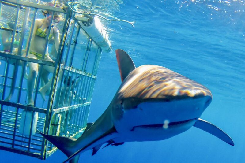 Oahu: Shark Cage Dive on the North Shore - Who Should Consider This Tour?