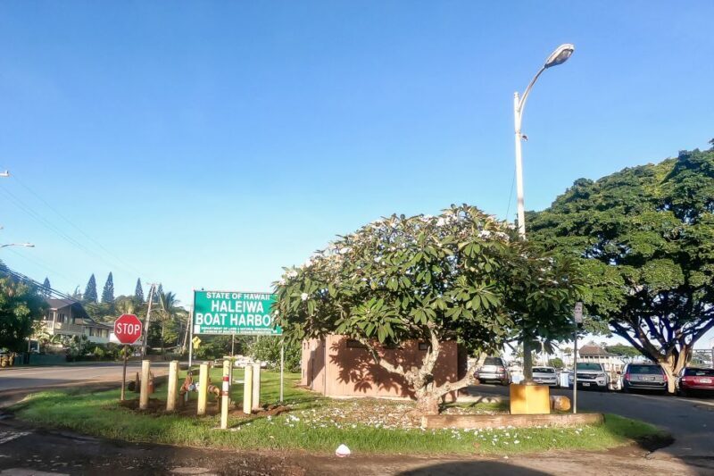 Oahu: Shark Cage Dive on the North Shore - The Sum Up