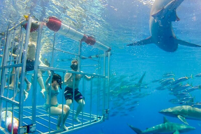 Oahu: Shark Cage Dive on the North Shore - FAQs