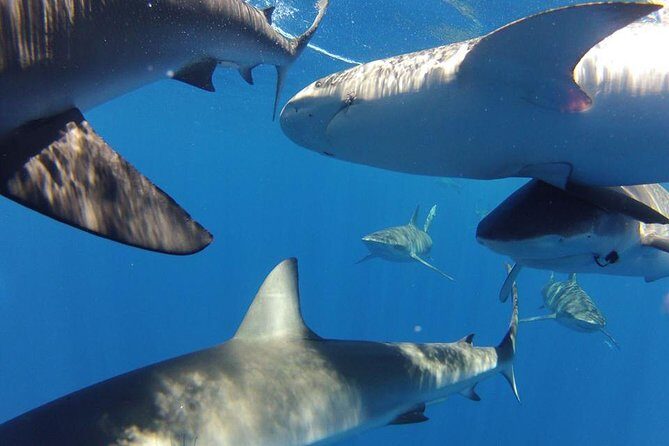 Oahu Shark Dive - The Duration & Group Size: Managing Expectations