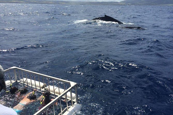 Oahu Shark Dive - Additional Considerations: Weather & What to Bring