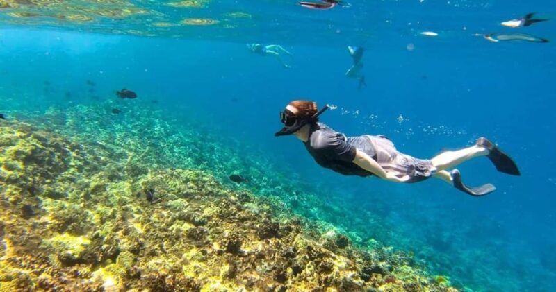 Oahu: Snorkel Adventure in Marine Sanctuary - What to Expect on Your Snorkel Adventure in Oahu
