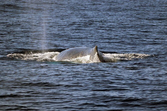 Oahu: Snorkeling and Dolphin Watch Cruise With Hawaiian Buffet - FAQ