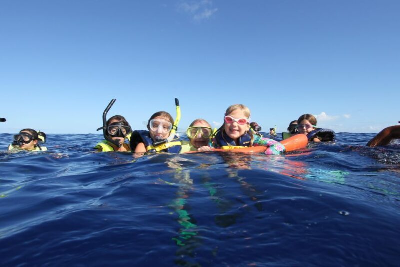 Oahu: Speedboat Snorkeling Adventure and Wild Dolphin Swim - Key Points