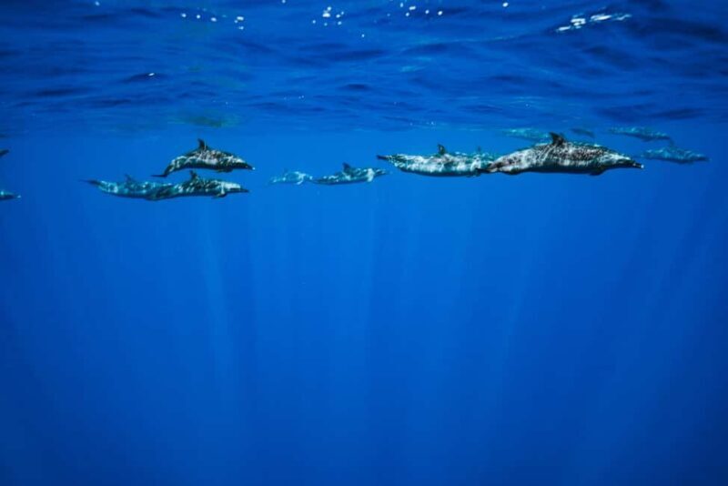 Oahu: Speedboat Snorkeling Adventure and Wild Dolphin Swim - Who Is This Tour Best For?