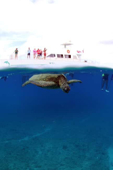 Oahu: Sunset Snorkeling, Dolphin Watch Cruise, Hawaiian meal - FAQ