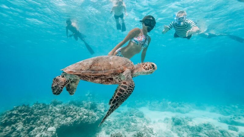 Oahu: Swim with Dolphins, Turtle Snorkel Tour and Waterslide - FAQ