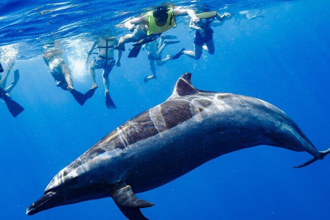 Oahu Swimming with Dolphins Speedboat Adventure - Key Points