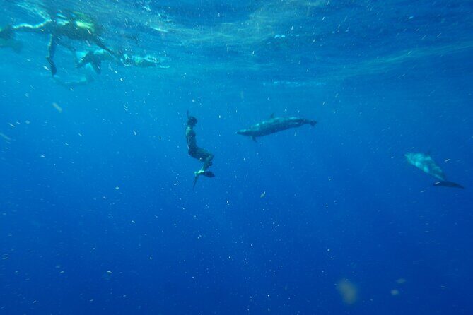 Oahu Swimming with Dolphins Speedboat Adventure - Pricing and Value