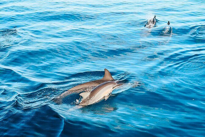 Oahu Swimming with Dolphins Speedboat Adventure - Who This Tour is Best For