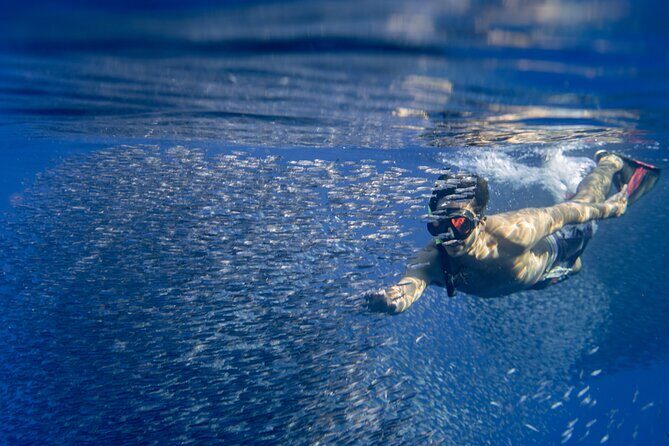 Oahu Swimming with Dolphins Speedboat Adventure - FAQ