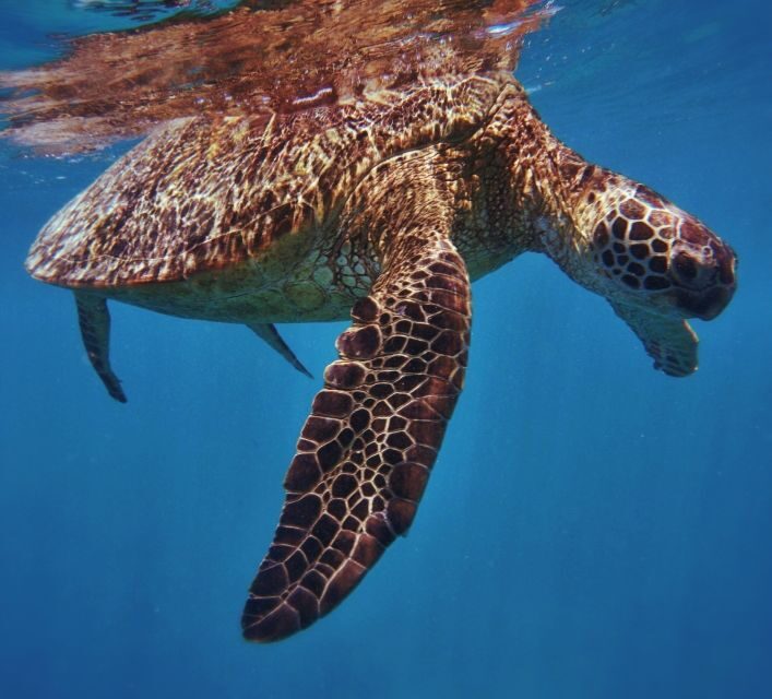 Oahu: Turtle Canyon Snorkeling Boat Tour - What to Expect on the Tour