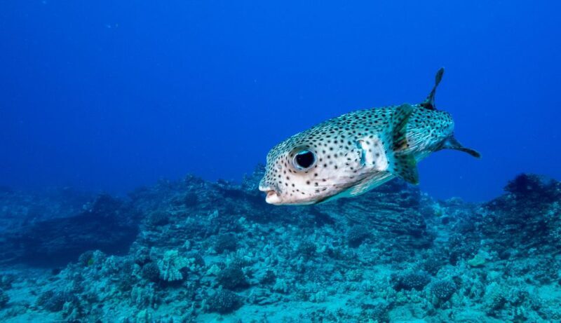 Oahu: Waikiki Discovery Scuba Diving for Beginners - Price and Value