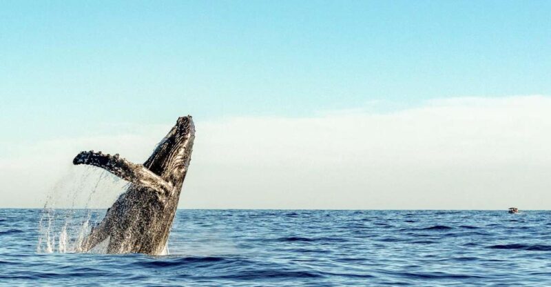 Oahu: Waikiki Eco-Friendly Afternoon Whale Watching Trip - Who Should Consider This Tour?