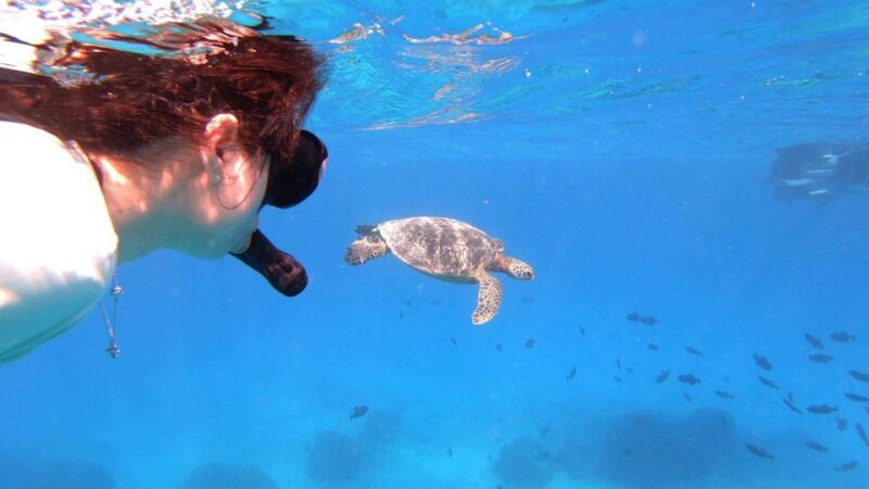 Oahu: Waikiki Private Snorkeling and Wildlife Boat Tour - Pricing & Value