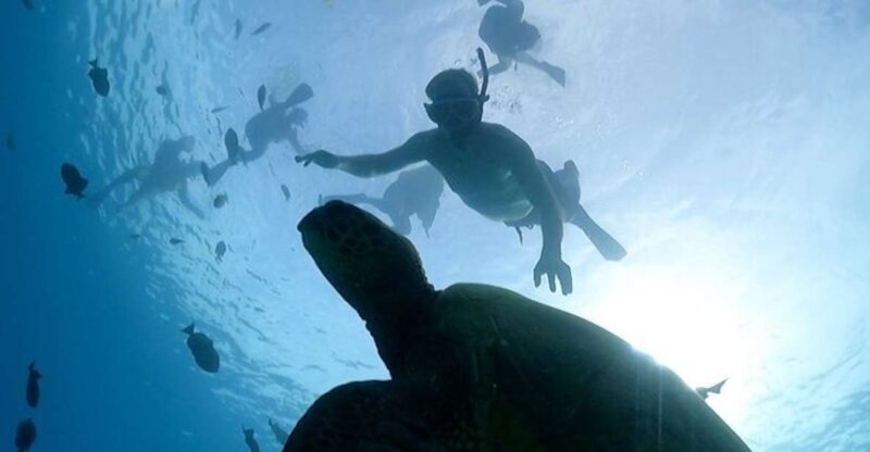 Oahu: Waikiki Turtle Snorkeling Adventure Cruise - Inside the Experience: A Detailed Breakdown