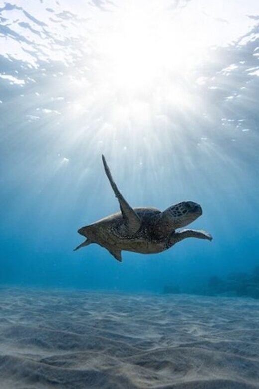 Oahu: Waikiki Turtle Snorkeling Adventure Cruise - Real Experiences from Travelers