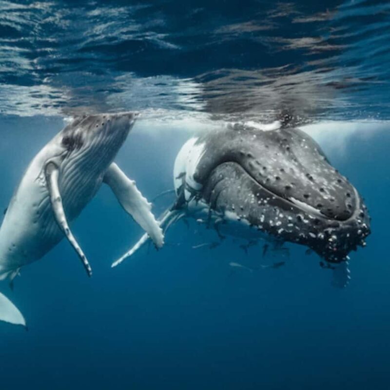 Oahu: Waikiki Whale Watch Boat Tour - The Experience in Detail