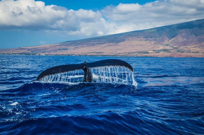 Oahu: Waikiki Whale Watching Cruise - FAQ