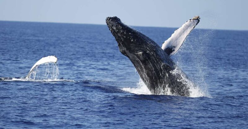 Oahu: Waikiki Whale Watching Tour-Donut and Coffee Included - What to Expect During the Cruise