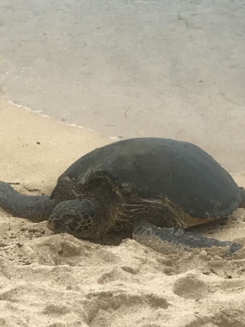 Oahu: Waimea Falls & valley & North Shore day - The Price & Overall Value