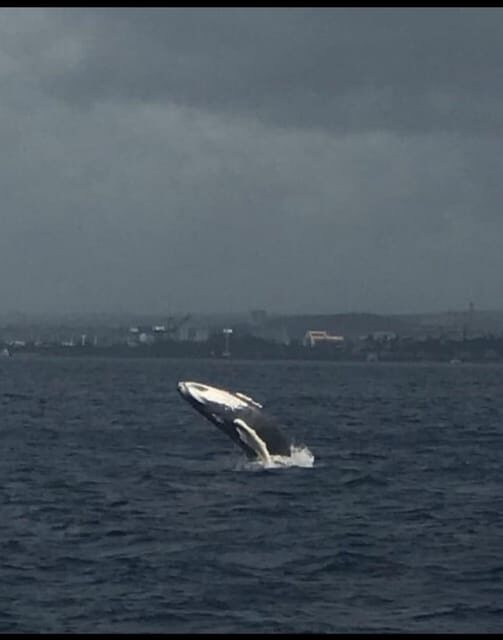 Oahu: Whale Sail Charter - Who Should Consider This Tour?