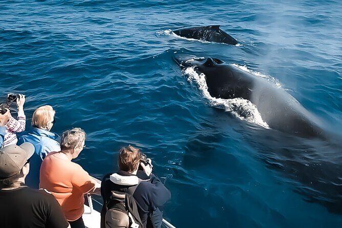 Oahu Whale Watch Tour & Waikiki Sunset Boat Tour - What to Expect from the Whales & Sunset Cruise