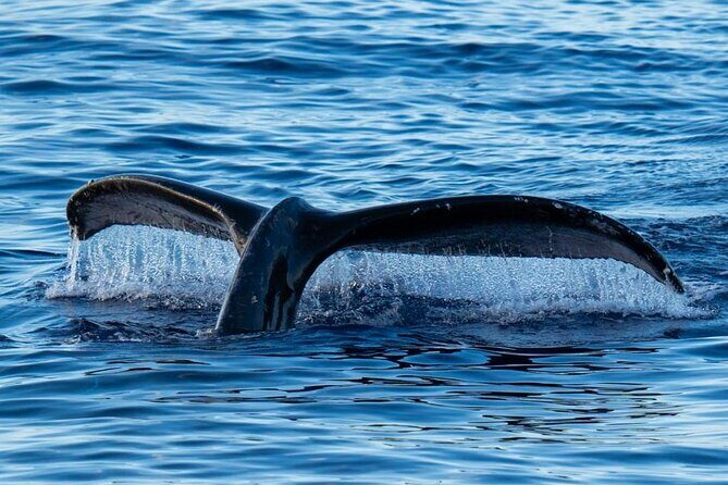 Oahu Whale Watch Tour & Waikiki Sunset Boat Tour - Who Will Love This Tour?