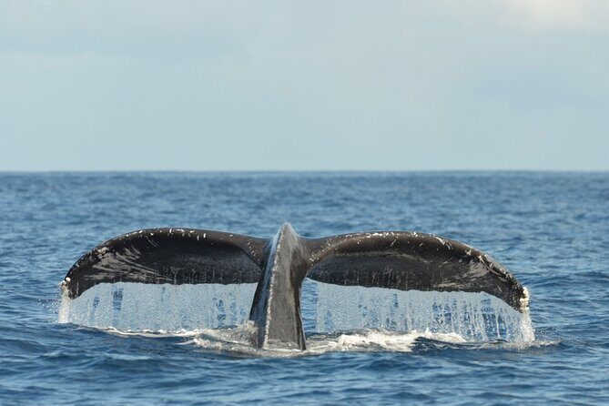 Oahu Whale Watch Tour & Waikiki Sunset Boat Tour - A Balanced Look at the Experience