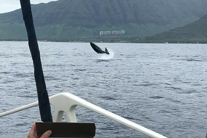 Oahu Whale Watching Excursion - What to Expect from the Tour: The Details