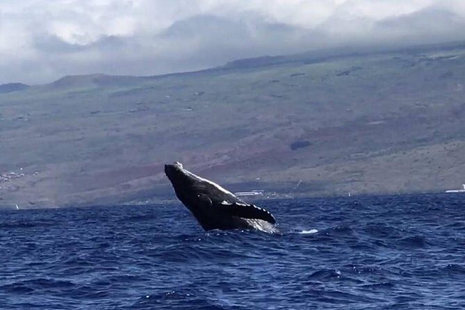 Oahu Whale Watching Excursion - Who Will Love This Tour?