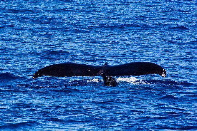 Oahu Whale Watching Excursion - The Sum Up