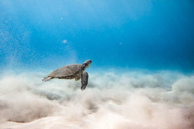 Oahu's Cheapest Circle Island Tour - Key Points