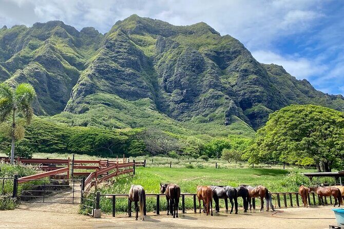 Oahu's Fun and Foodie Tour Groups of 5 or more Only! - Frequently Asked Questions