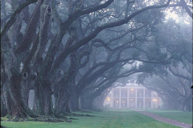 Oak Alley Plantation Half Day Tour - Final Thoughts: Who Is This Tour Best For?