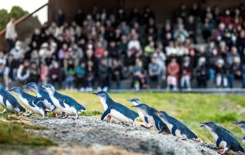 Oamaru: Penguins Evening Viewing Ticket - Key Points