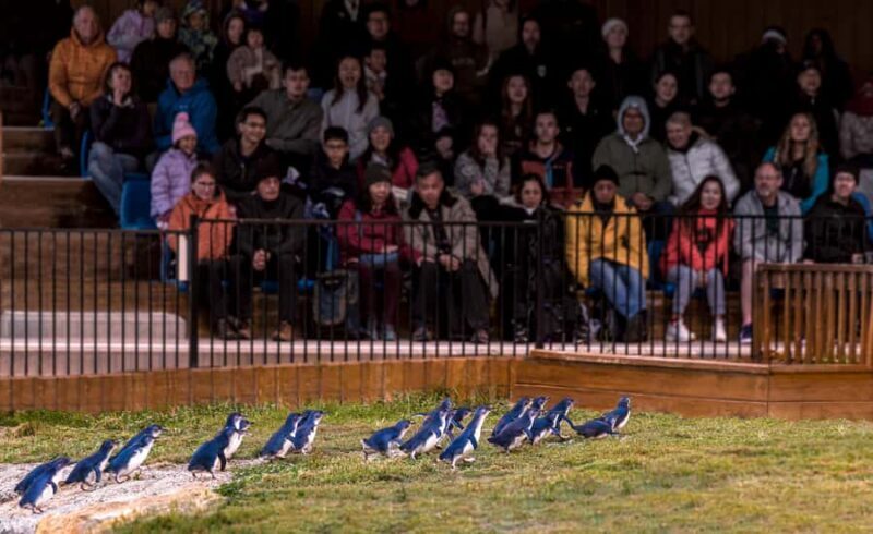 Oamaru: Penguins Evening Viewing Ticket - An Honest Look at the Oamaru Penguins Evening Viewing Experience