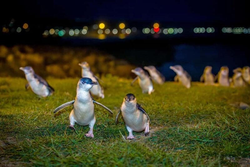 Oamaru: Penguins Evening Viewing Ticket - FAQ