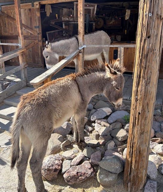 Oatman / RT66 3 in 1 Combo Tour - Transportation and Group Size