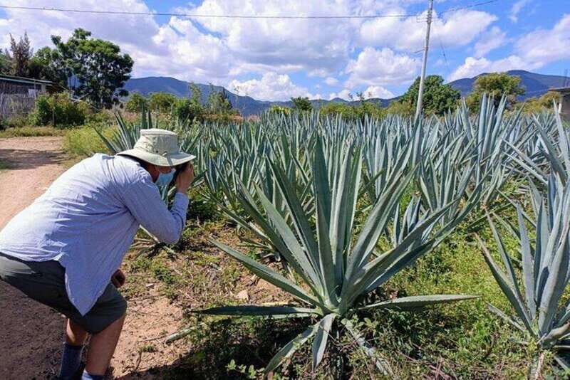 Oaxaca: Ancestral Mezcal Experience - Key Points