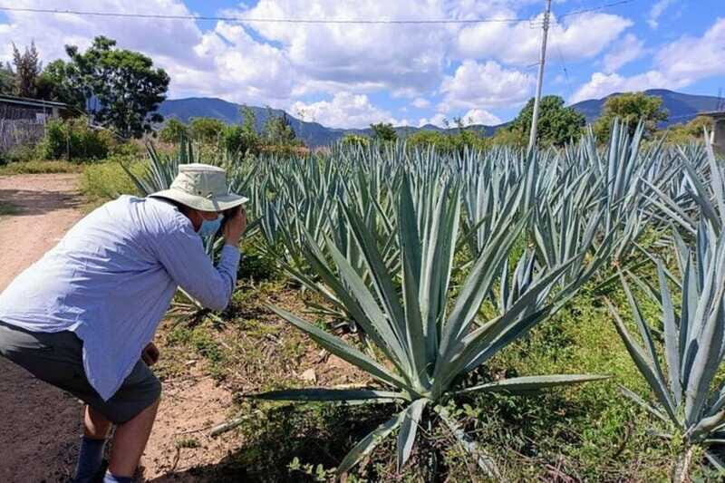 Oaxaca: Ancestral Mezcal Experience - Tasting, Food, and Drinks