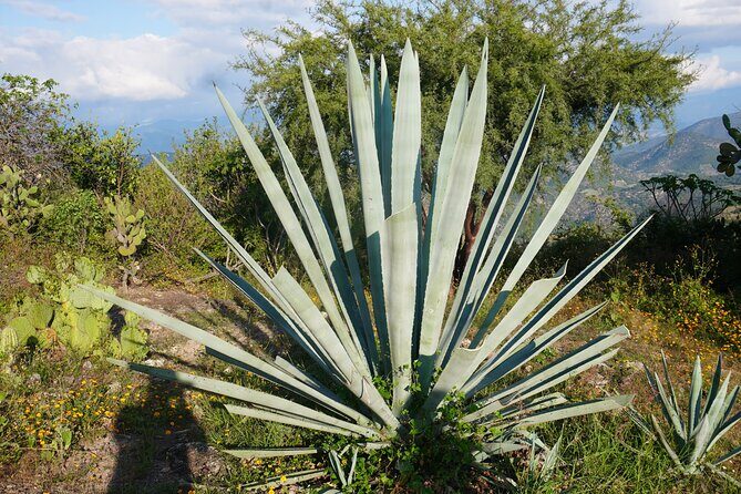 Oaxaca Day Trip Markets Hierve el Agua and Mezcal Tasting - Who Should Consider This Tour?