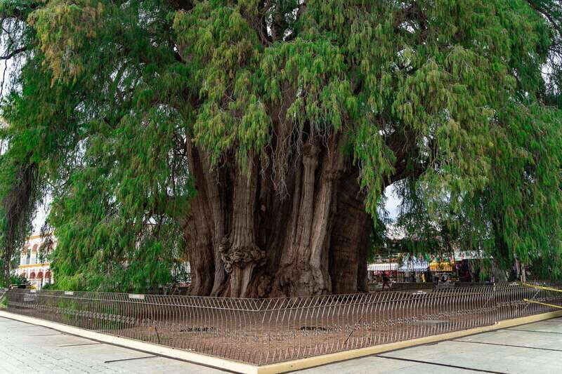 Oaxaca: El Tule tree, Teotitlan Village & Mezcal Tour - The Highlights of the Tour